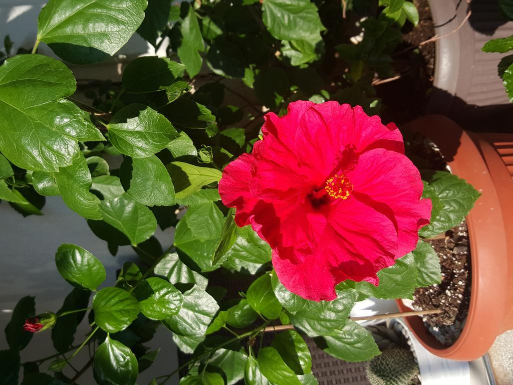 Hibiscus Guest House Budva Buitenkant foto
