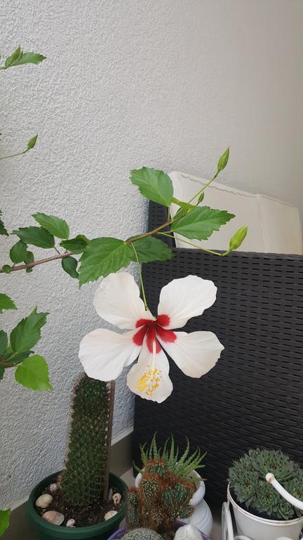 Hibiscus Guest House Budva Buitenkant foto