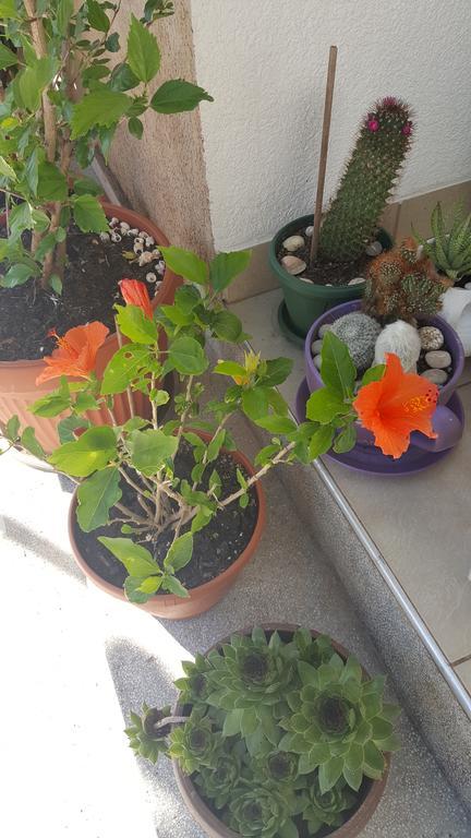 Hibiscus Guest House Budva Buitenkant foto