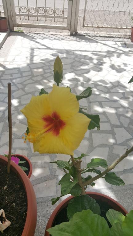 Hibiscus Guest House Budva Buitenkant foto